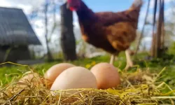 Tavuk eti ve yumurta üretiminde yıllık artış