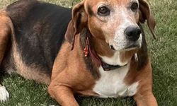 Seferihisar'daki gizemli köpek kayıplarında iz yok