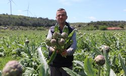 Seferihisar'ın enginar için hasat sezonu başladı