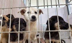3 Belediye Başkanına sokak hayvanları için soruşturma izni