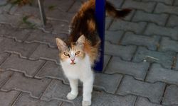 Buca'da can dostlara yuva seferberliği
