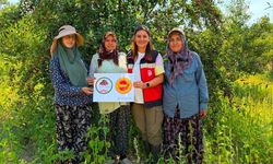 Şaphane vişnesi için tescil çalışmaları sürüyor
