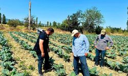Sebze üretim alanlarında kontroller sürüyor