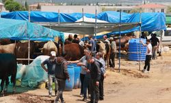 'Sürekli ithalat besiciyi bitirdi'