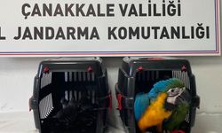 Nesli tehlikede olan egzotik kuşlara köprü gişelerinde el konuldu