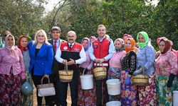 Akın, Altınova Mahallesi'nde gerçekleştirilen zeytin hasadına katıldı