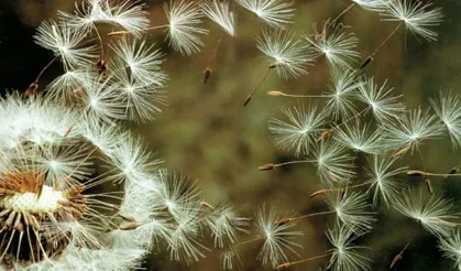 Polen alerjisi olanlar dikkat... Uzmanı uyardı...