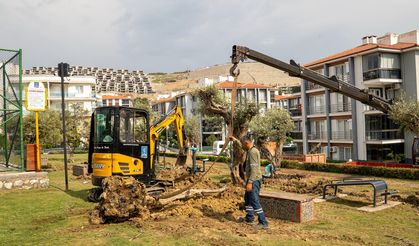 Kuşadası'ında 1137 Ağaç Yer Değiştirdi