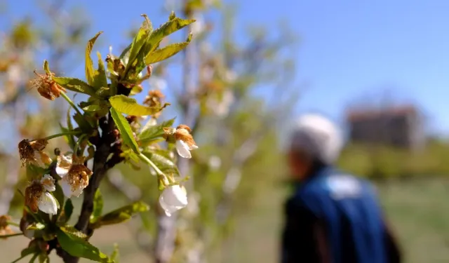 Don meyve bahçelerini de vurdu: Elmayı bile ithal edebiliriz