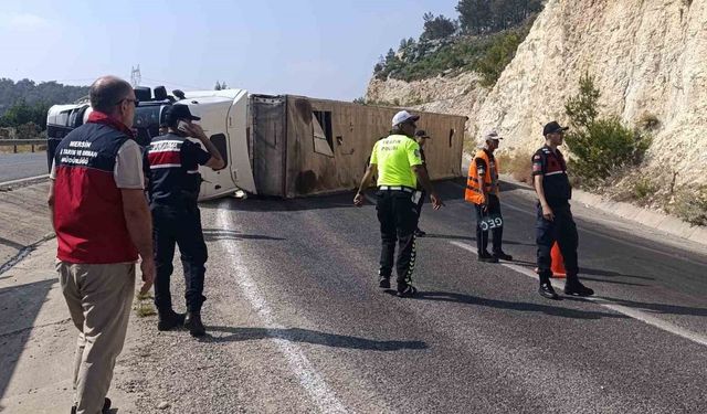 Angus yüklü tır devrildi, kaçan hayvanlar yakalandı