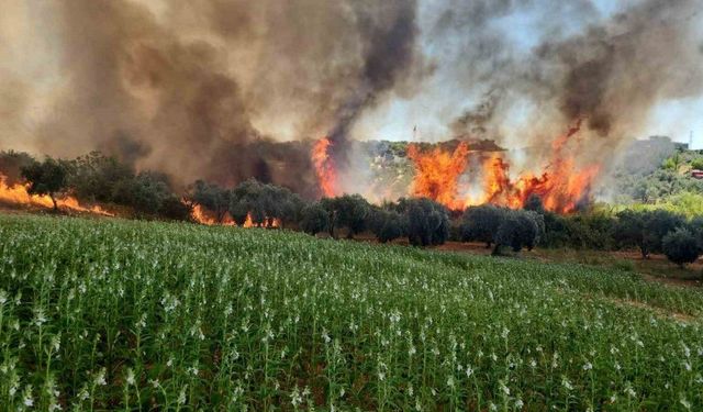 Antalya’da ormanlık ve kırsal alanda çıkan yangın kontrol altına alındı
