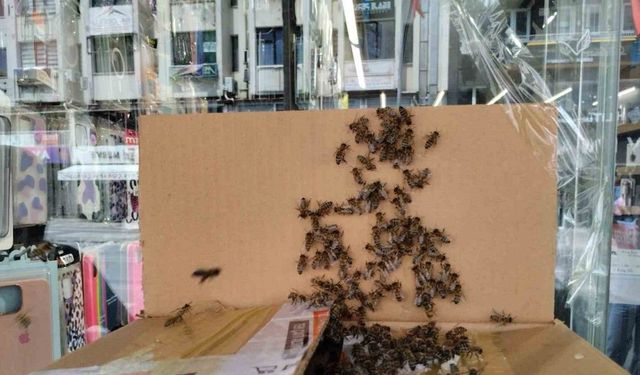 Arılar Denizli şehir merkezini istila etti