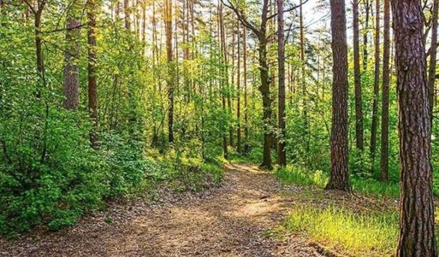 Aşırı sıcaklar alarm verdi: Ormanlara giriş yasaklandı