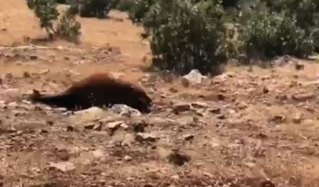 Batman’da Yabani Yılkı Atı Ölümleri 7’ye Yükseldi