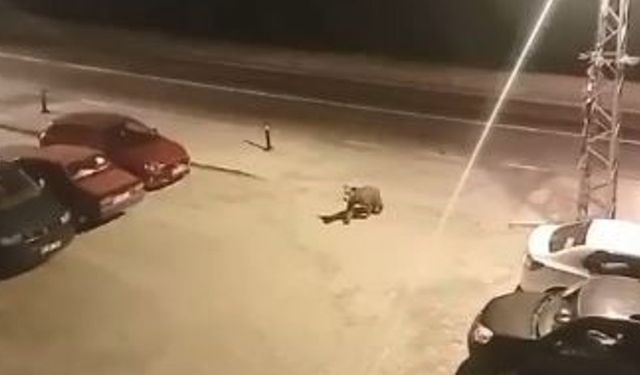 Borçka ilçe merkezine inen ayılar cadde ve sokaklarda dolaştı