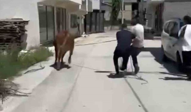 Bursa’da dana ipi kopardı, şehirde mini maraton başladı