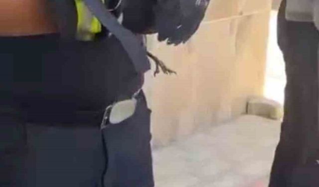 Bursa’da yürekleri ısıtan kurtarma Yavru karga ağaca sıkıştı, çaresizce bekledi