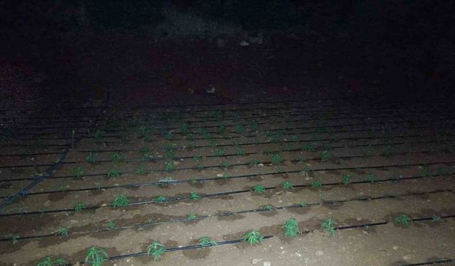 Diyarbakır’da kenevir tarlasını damlama sistemiyle suladılar