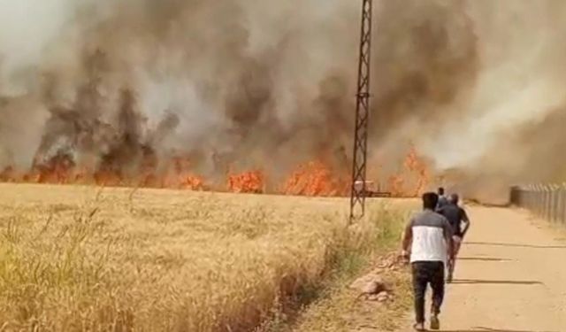 Harran Ovası’nda 40 dönüm ekili arazi yandı