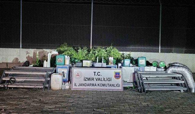 İzmir’de ’skunk’ operasyonu: 183 kök ele geçirildi