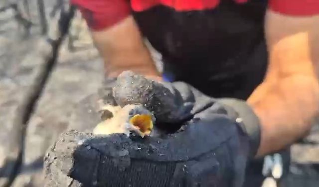 Orman yangınında hayatta kalan kuş böyle kurtarıldı