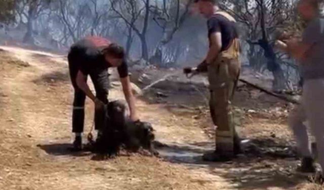 Yangından kurtarılan köpekler böyle görüntülendi