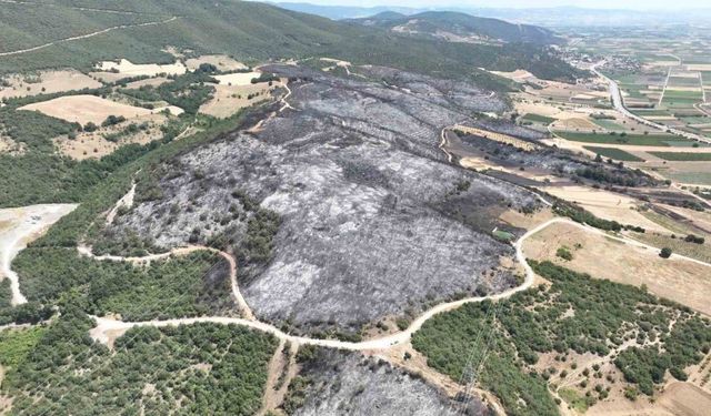 Yenişehir’de 500 futbol sahası büyüklükte alan kül oldu