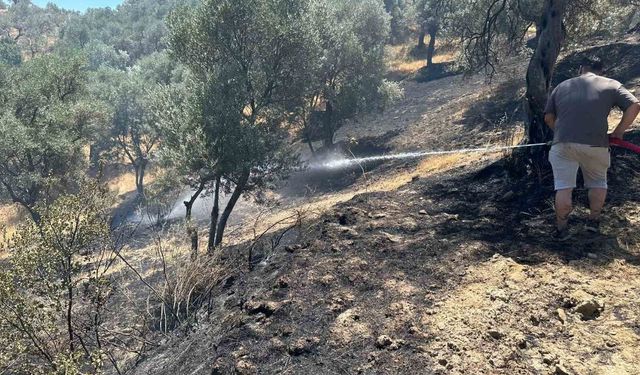 İzmir Torbalı'da yangın: 100 dönüm zeytinlik yandı!