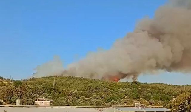 İzmir’de ormanlık alanda yangın