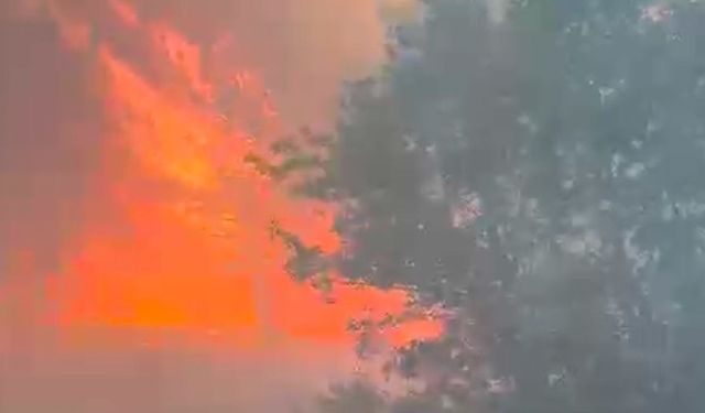 Manisa’da orman yangını