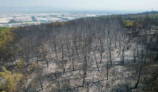 Manisa’daki orman yangını kontrol altına alındı... Yangının sebebi belli oldu