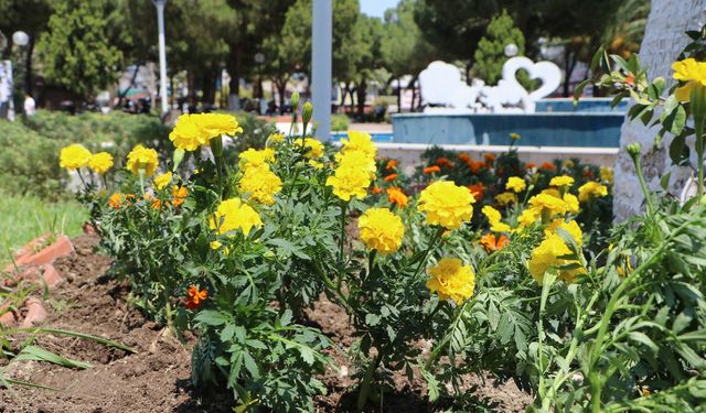 Söke Belediyesi ilçeyi çiçeklerle donatıyor