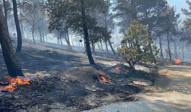 Çanakkale’de ormanlık alana sıçrayan yangında villalar yandı