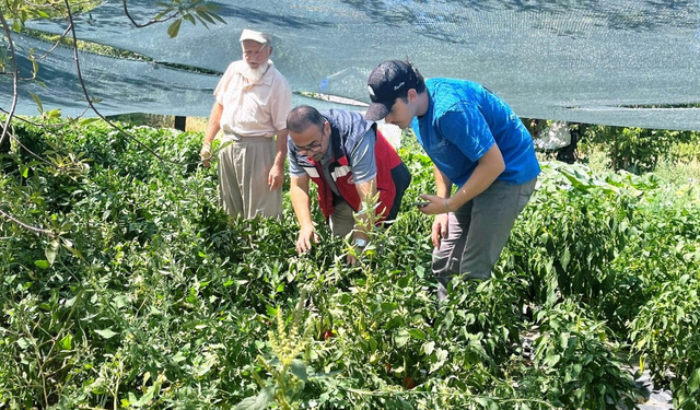 Kütahya’da domates ve biber fideleri kontrol edildi