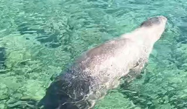 Marmaris Çiftlik Koyu’nda fok balığı görüntülendi