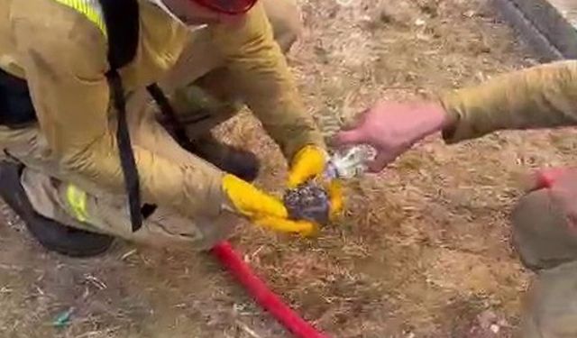 Yangından kurtarılan yaralı kirpiye orman işçileri su içirdi