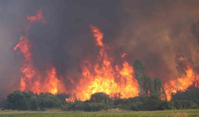 Yangınlara karşı keçi çözümü