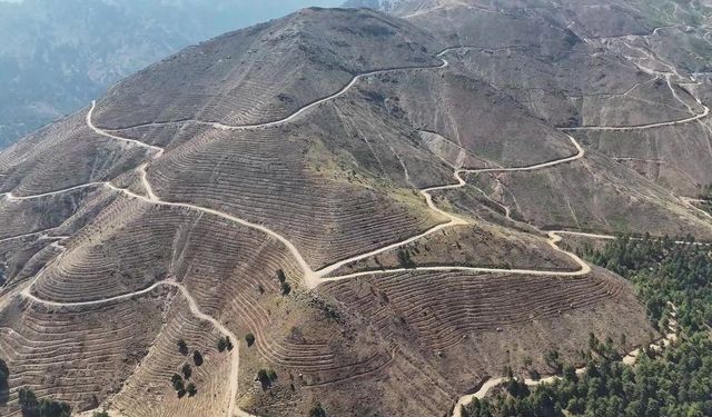 Denizli’de yanan ormanlar yeniden doğacak