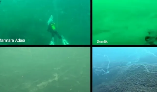 Marmara Denizi'nde müsilaj alarmı! Prof. Sarı'dan acil çağrı