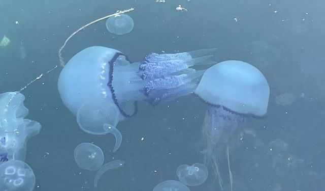 Marmara'da 'bitti' denilen müsilaj kabusu tekrar hortladı