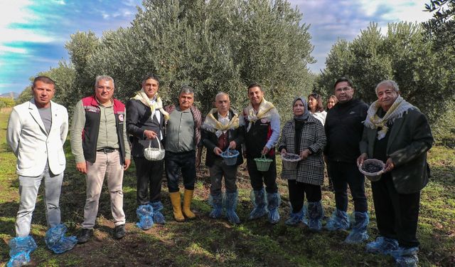 Aliağa Belediyesi'nden 4.Zeytin Hasat Şenliği