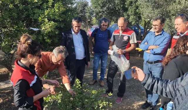 Aydın'da sakız ağacı üretimi yaygınlaştırılacak