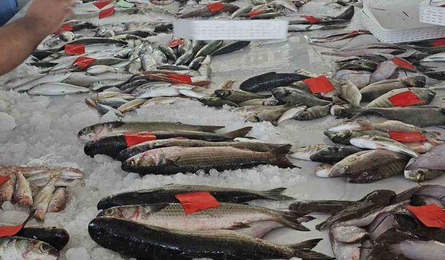 Hamsi 100 Liraya düştü, balıkseverler coştu!