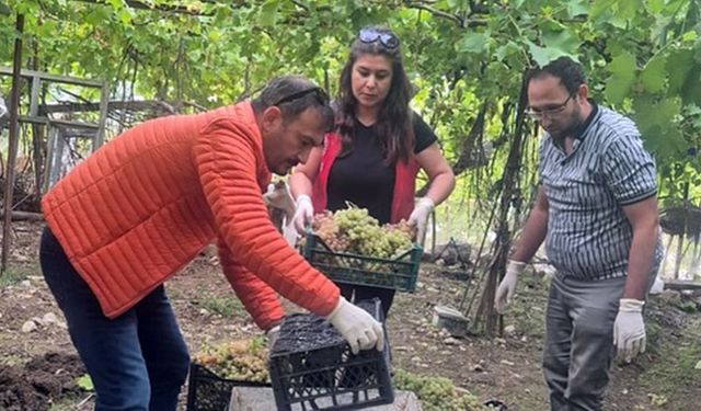 Muğla'da üzümlerde yasaklı madde tespit edildi