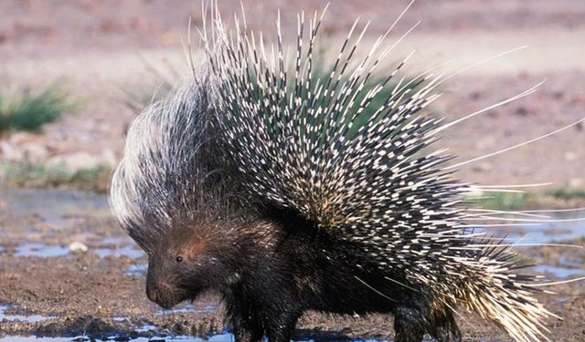 Nesli tehlikede olan oklu kirpiyi metrelerce sürükledi
