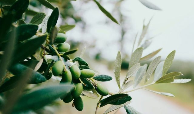 Zeytinlikleri tehdit eden proje iptal edildi