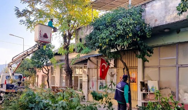 Efeler'de ağaç budama çalışmaları sürüyor