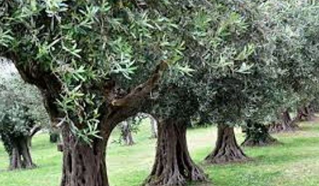 İsrail'den Batı Şeria'da ağaç söküm kararı