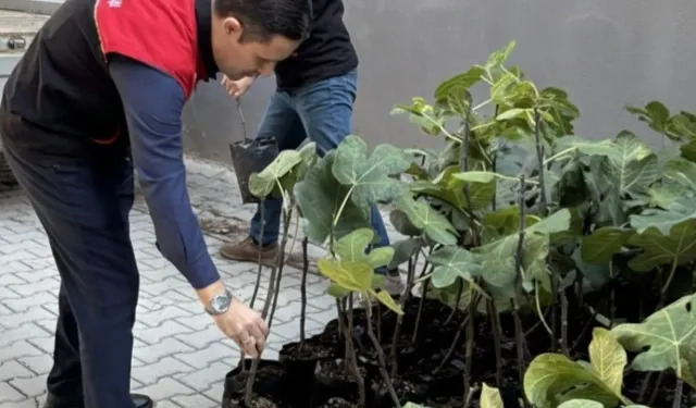 Gömeç'te 499 sertifikalı incir fidanı dağıtıldı