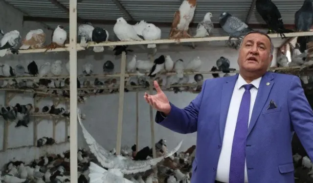 Güvercine haciz çöküşün sembolü